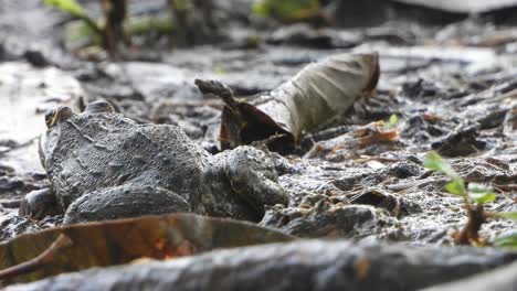 Frosch-Entspannt-Im-Teich