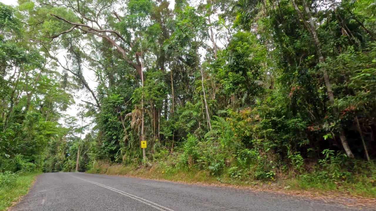 A serene drive through dense rainforest in Port Douglas, showcasing vibrant greenery and winding roads under soft, natural lighting