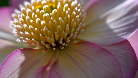 close-up of a vibrant pink lotus flower with yellow center