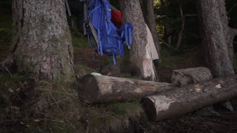 toma en cámara lenta de una ardilla explorando un pequeño campamento y luego subiendo a un árbol