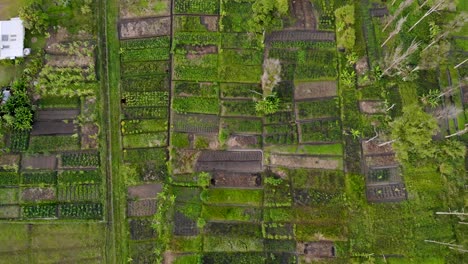 high aerial top down view of tropical green farmland, papua new guinea
