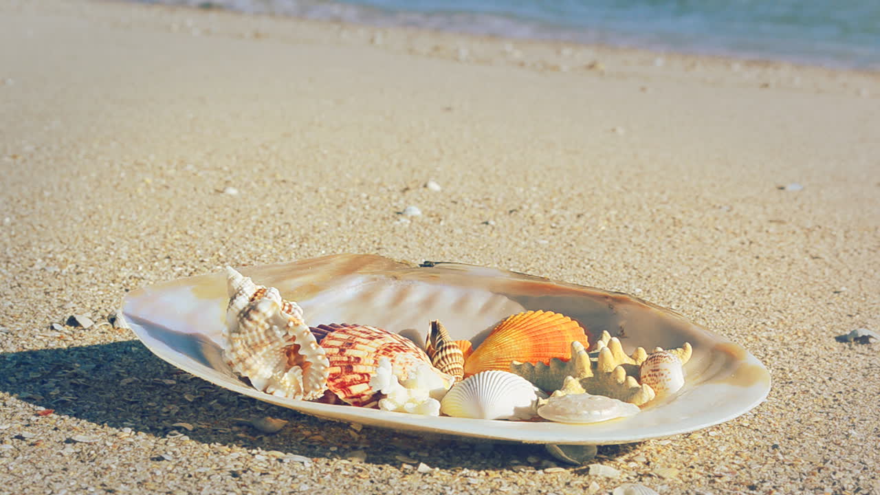 Cockleshells on sand against the background of waves. Shooting on the beach