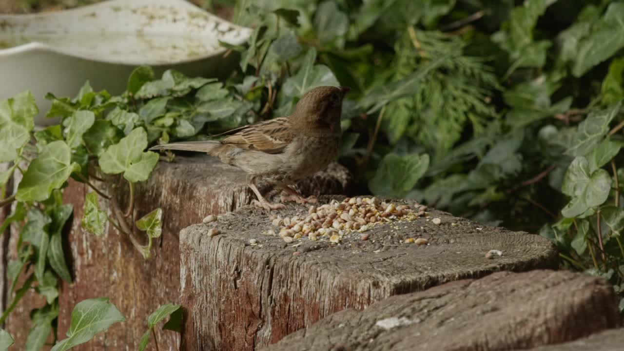 날아가기 전에 나무 기둥 꼭대기에서 씨을 먹는 새끼새의 낮 시간, 넓은
