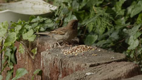 Una-Toma-Amplia-Durante-El-Día-De-Un-Gorrión-Comiendo-Semillas-De-Lo-Alto-De-Un-Poste-De-Madera,-Antes-De-Volar