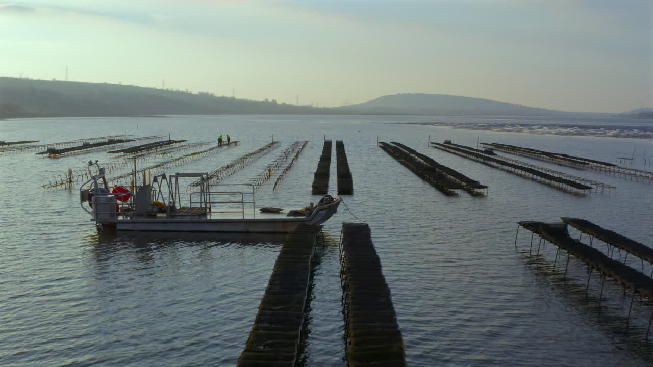 Aerial dolly reveals precise oyster bed preparation during strategic low tide moment