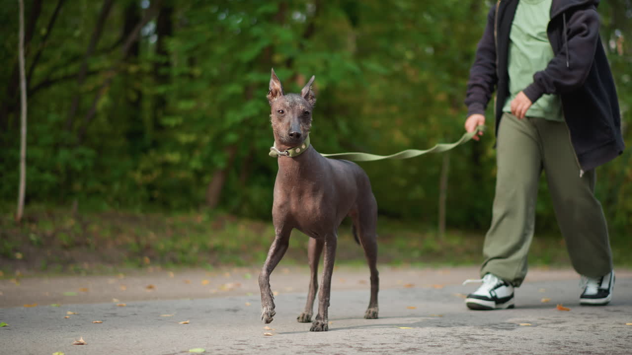 Friends Walking Confident Hairless Dog Along Leafy Pavement, Casual Footsteps And Light Conversation, Relaxed Park Route With Sneakers And Autumn Leaves Creating Friendly Atmosphere