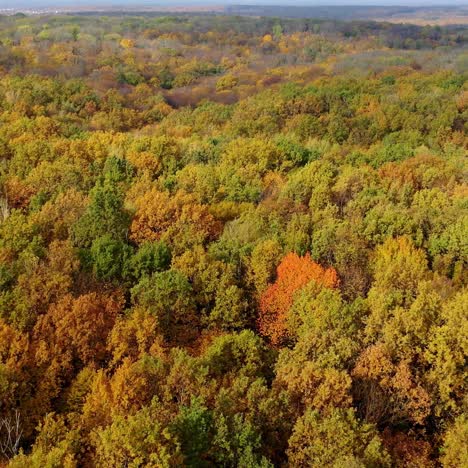 autumn landscape. wonderful scenery of colorful treetops of forest. flying over the woodland in bright sunny day. aerial view.