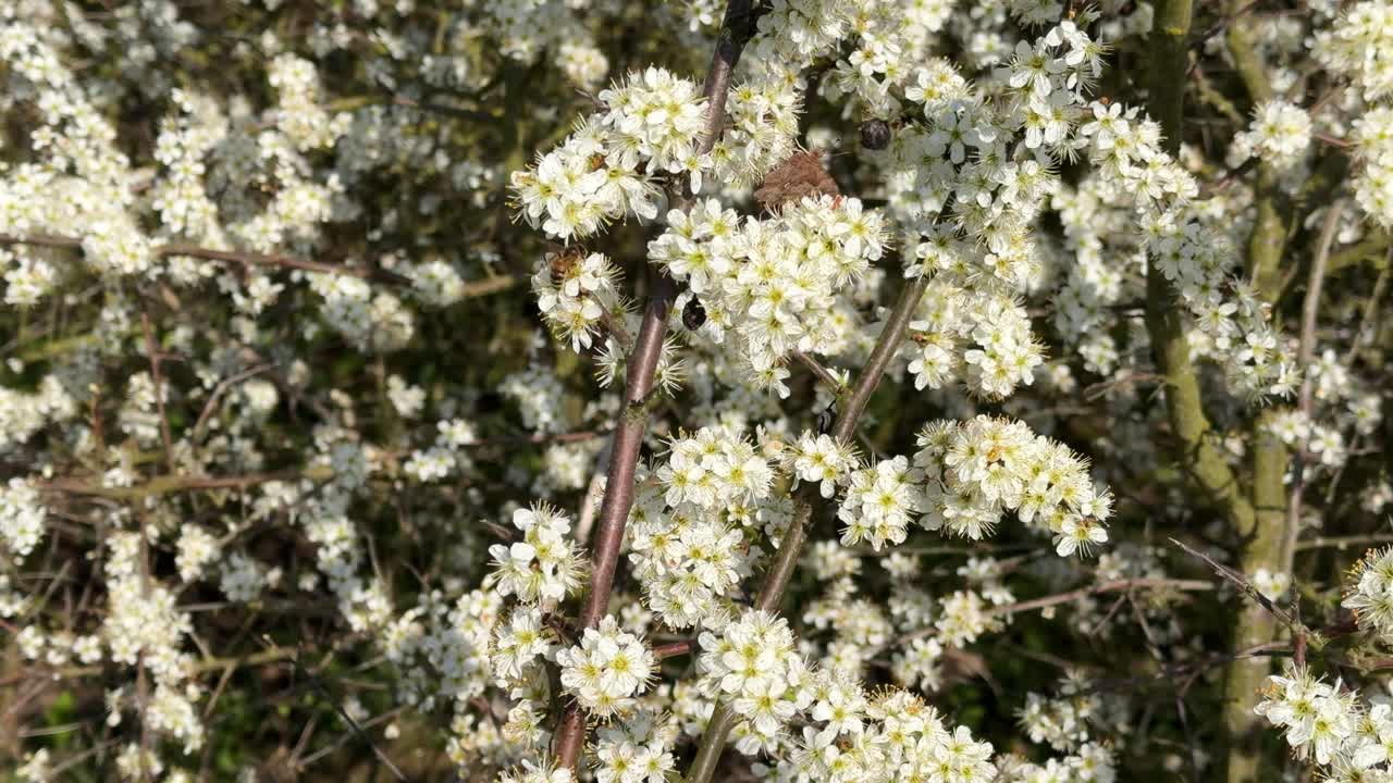 Butterfly a branch covered with white blossoms, symbolizing nature's vibrant spring awakening