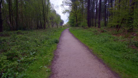 amplio sendero forestal con pinos y abedules plateados en un bosque en nottinghamshire
