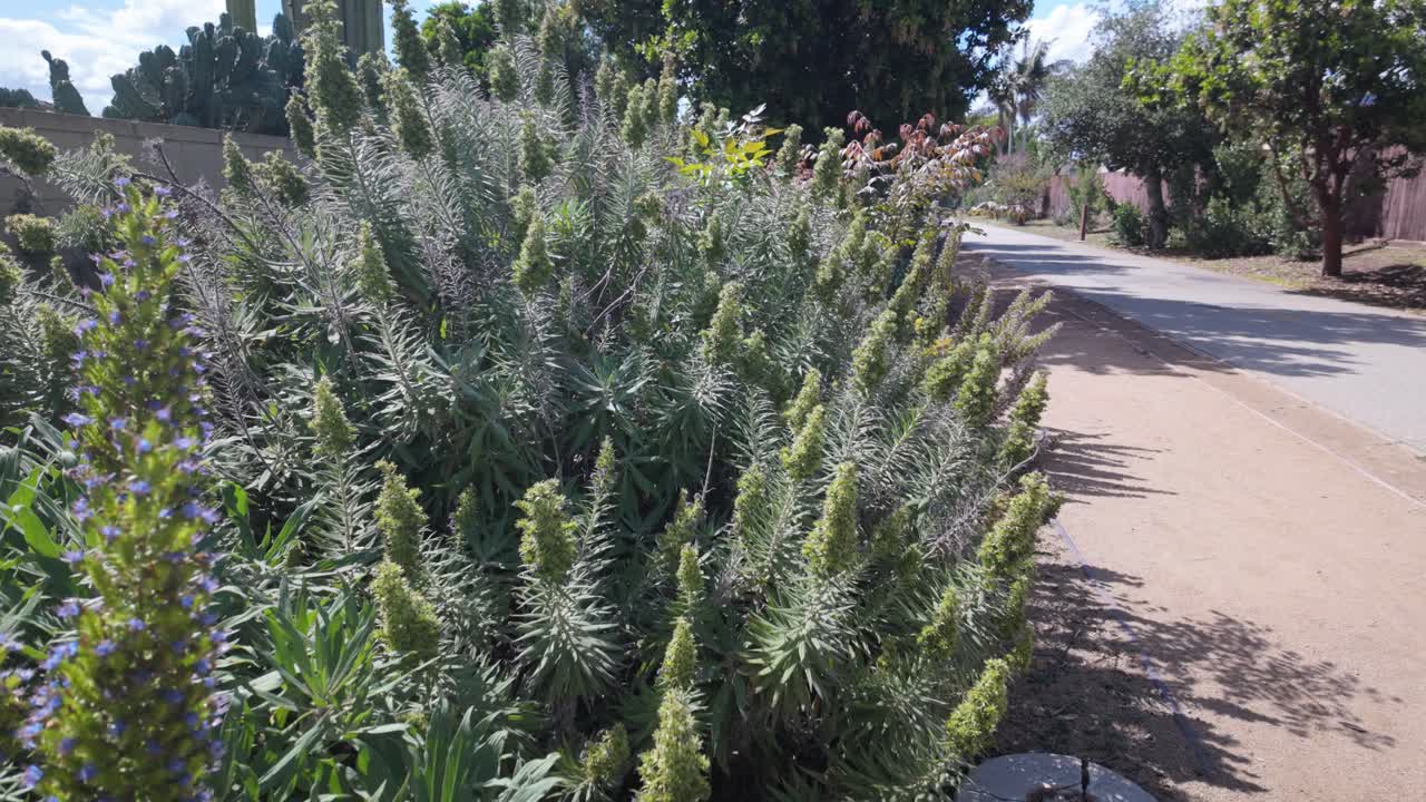 Plants in a Suburban Neighborhood