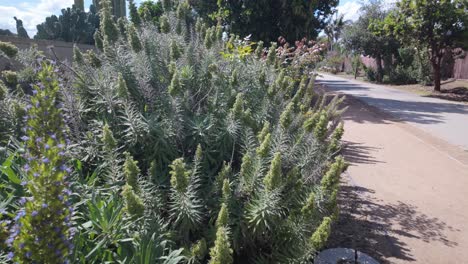 plants in a suburban neighborhood