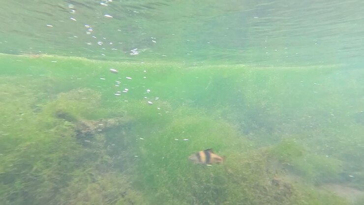Underwater River Scene with Plants and Debris