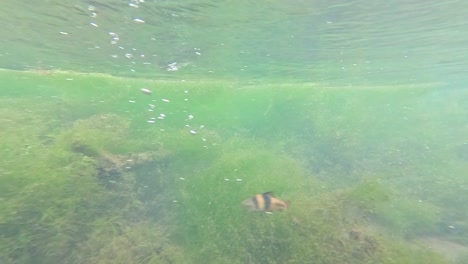 underwater river scene with plants and debris