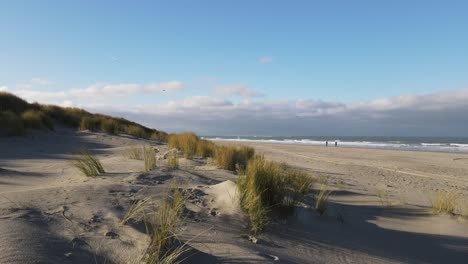 dune grass at the dutch coast of ouddorp