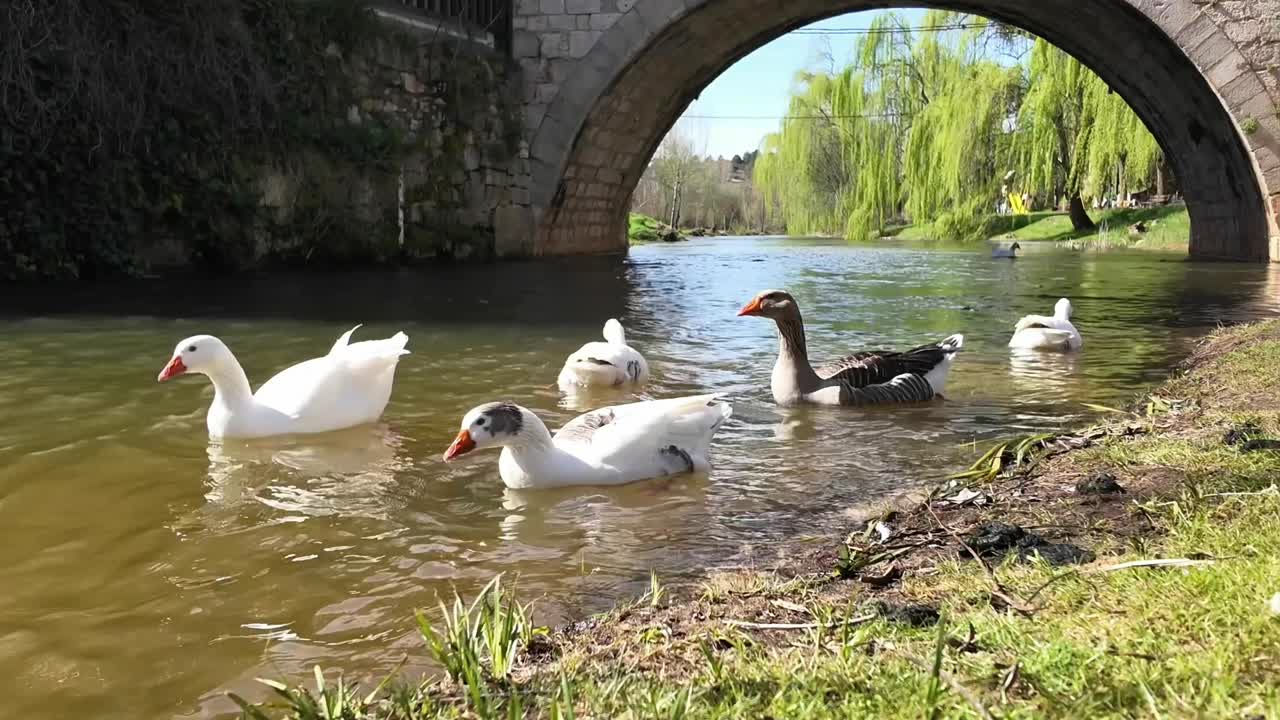 Gässflock simmar i en flod bredvid en stenbro