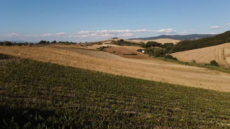 aerial view over many vineyard rows, in the hills of tuscany, in the italian countryside, on a sunny day