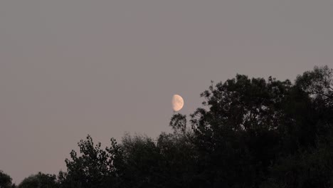 Mond-über-Bäumen-In-Der-Abenddämmerung