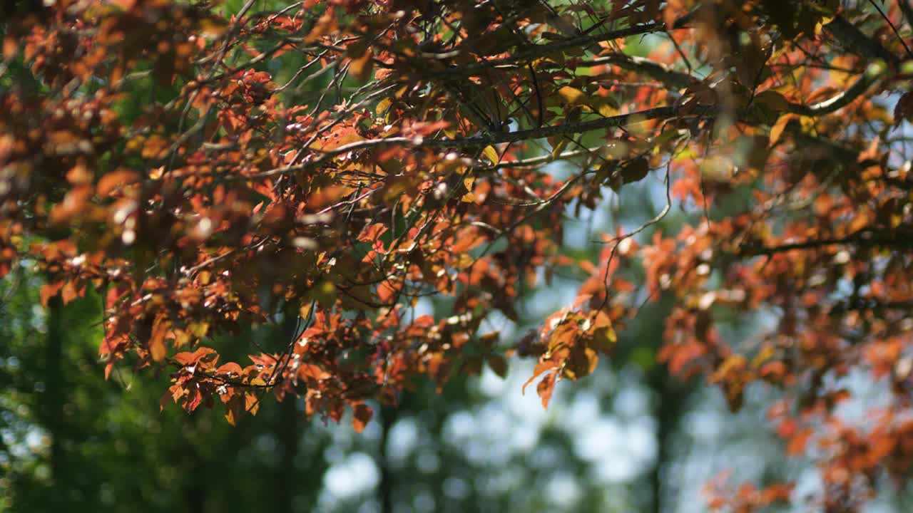 Sonbahar renkli yaprak döken yapraklar bokeh