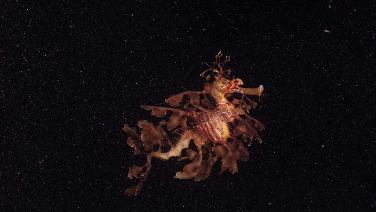 dragones marinos frondosos phycodurus eques alimentándose de noche con huevos 4k 25fps cámara lenta