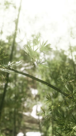 close-up of a bamboo branch with green leaves in a lush forest