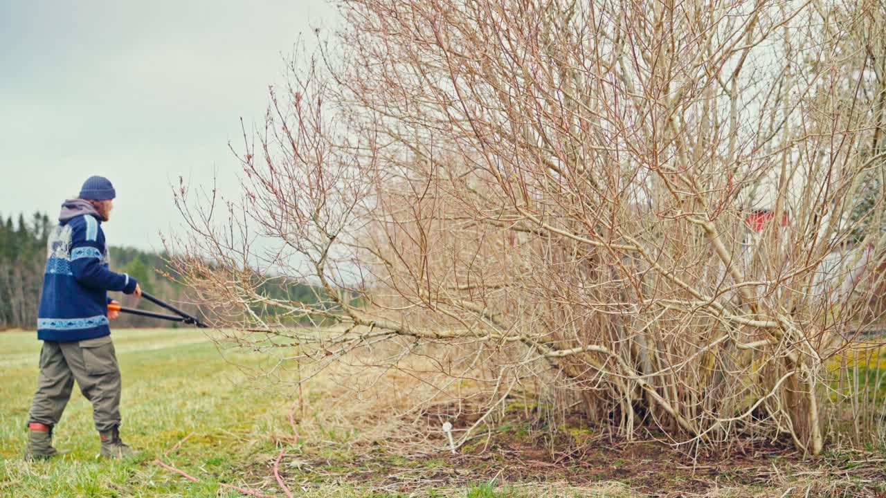 Man Cutting Branches With Long Shears - Wide Shot