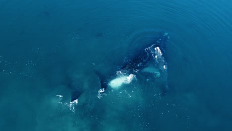 Family-Of-Southern-Right-Whales-Swimming-Under-The-Blue-Water-Of-Patagonian-Sea-In-Argentina,-South-America