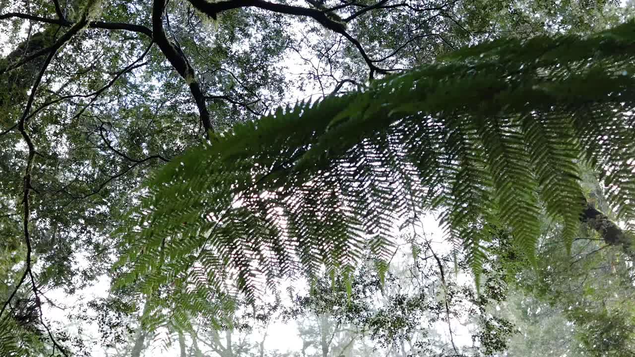los helechos verdes se balancean suavemente en el dosel de la selva tropical