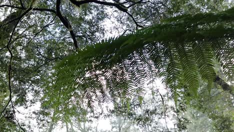 green ferns sway gently in rainforest canopy