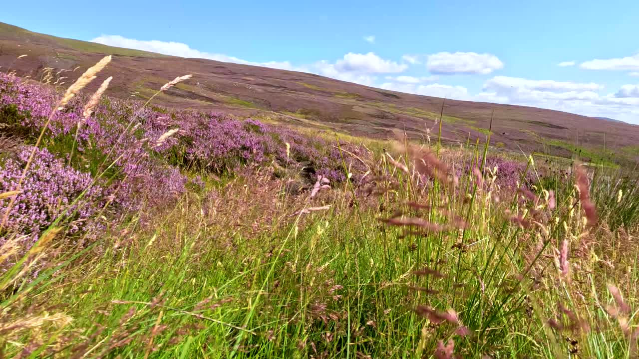 Tall grasses and blooming heather sway in the wind on a sunlit hillside, with gentle camera movement capturing the vibrant Scottish landscape