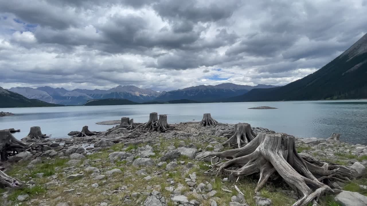 Dried washed out stumps on a lake shore in the mountains, wide
