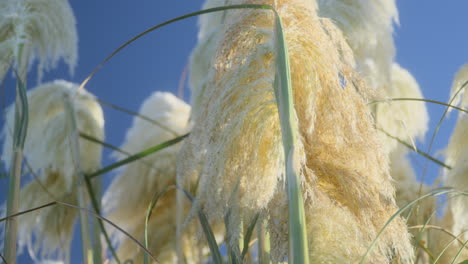 hojas de hierba moviéndose en el viento en una tarde de otoño