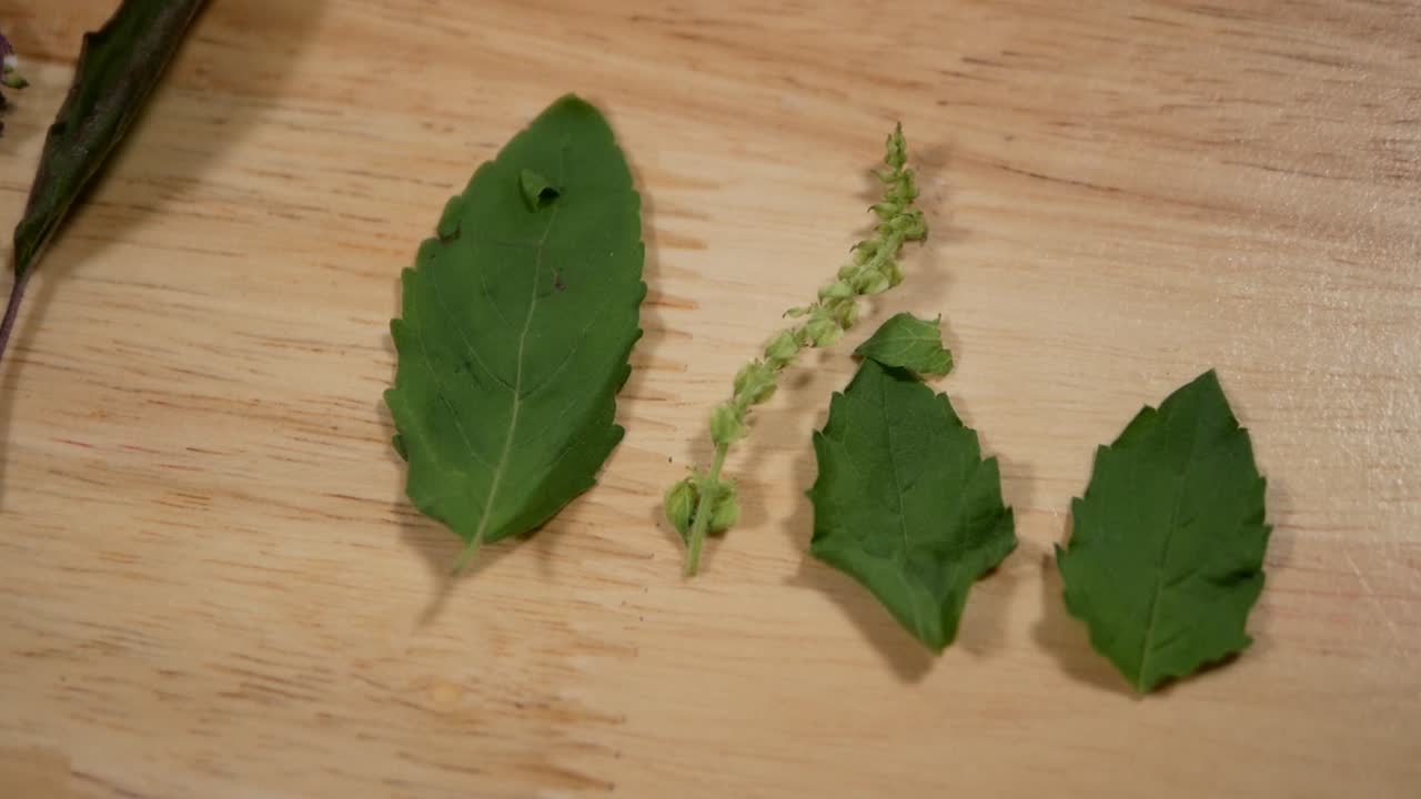 거룩한 바질 또는 태국 바질 잎은 나무 위에 표시되고 닫힙니다.