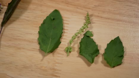 albahaca sagrada o hojas de albahaca tailandesa exhibidas en la parte superior de madera, de cerca