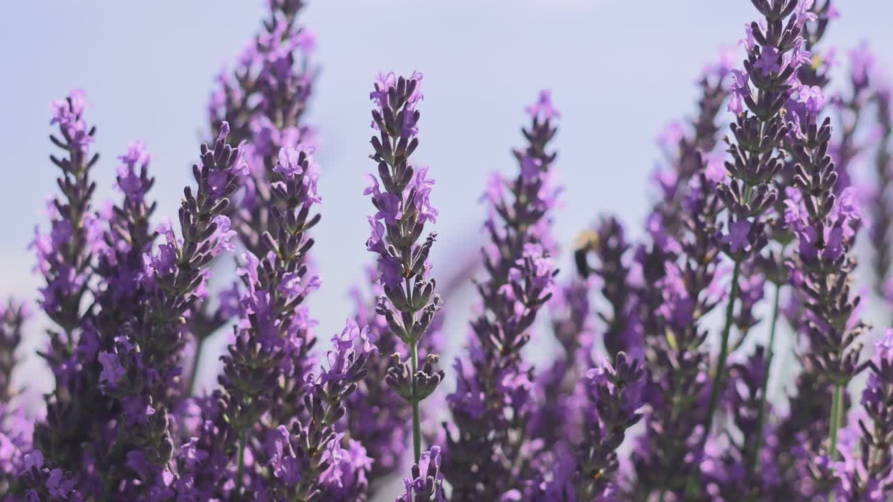 lavanda y abejas y mariposas en el jardín