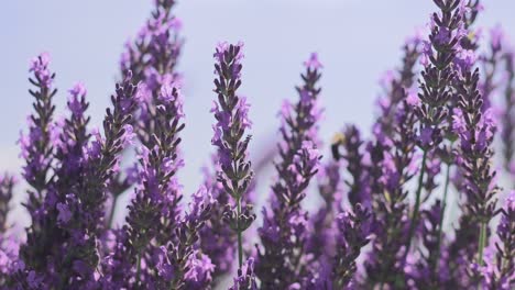 Lavanda-Y-Abejas-Y-Mariposas-En-El-Jardín