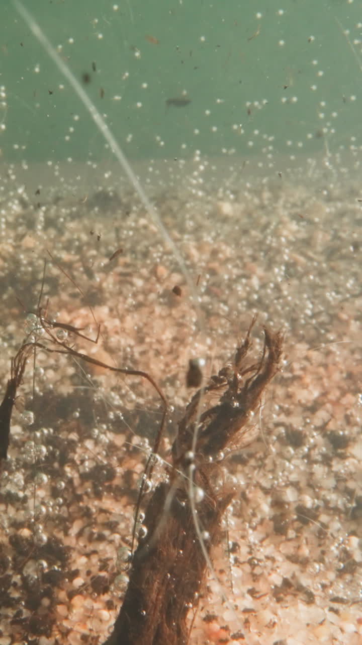 Small bubbles rise up from pond bottom with rocks and rotten leaves against green water wall. Picturesque view of river bed. Underwater landscape