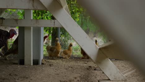 turkey, leghorn, rhode island, orpington, faverolle chickens huddling together in a chicken coup walking around looking for seeds to snack on