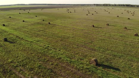 muchos rollos de hierba prensada se encuentran en un campo agrícola en un clima soleado de verano