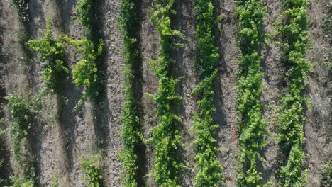 De-Arriba-Hacia-Abajo-Drone-Aéreo-Vaucluse-Provence-Viñedos-Sur-De-Francia