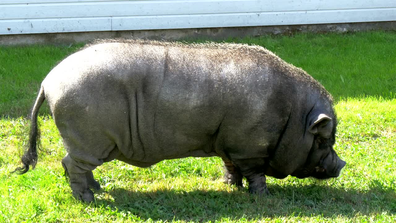 미니 돼지 동상 (gh4 4k)