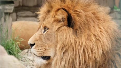 african lion shooting close up. an adult lion – the king of animals lies and rests