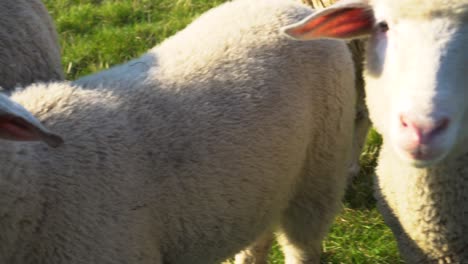 multiple-sheeps-are-standing-in-a-row