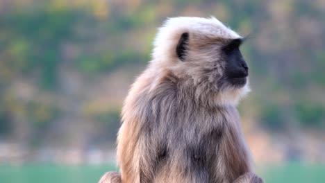 Tier-Und-Wildtiere,-Wildtiere-Beziehen-Sich-Traditionell-Auf-Nicht-Domestizierte-Tierarten-10