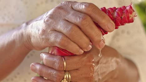 las manos femeninas apretando la flor de zingiber zerumbet.