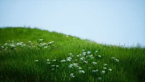 Feld-Mit-Grünem,-Frischem-Gras-Unter-Blauem-Himmel