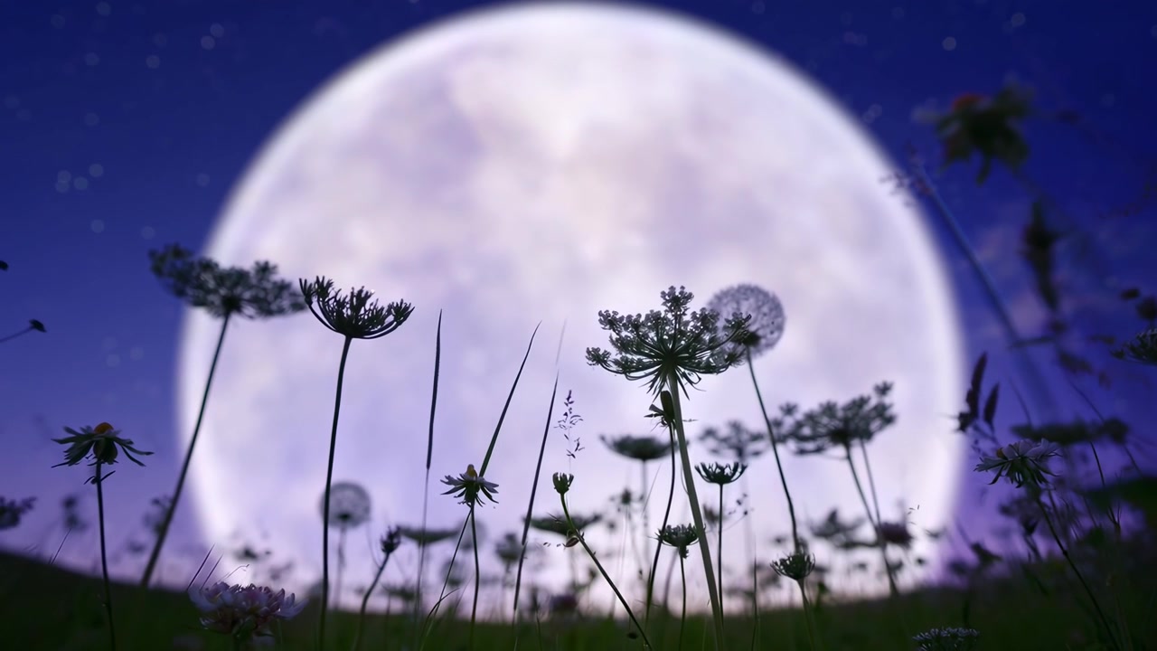 Luna piena che sorge su un campo di fiori selvatici di notte