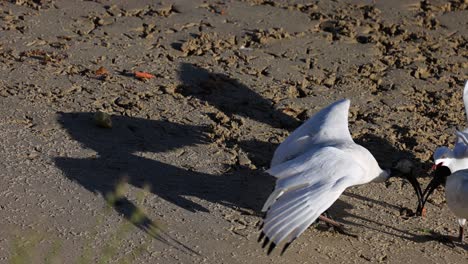 la gaviota y el ibis interactuando en una playa de arena