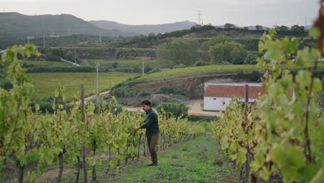 Trabajador-De-Plantaciones-De-Uva-Comprobando-El-Cultivo-De-La-Vid-Caminando-Por-Hileras-De-Viñedos.