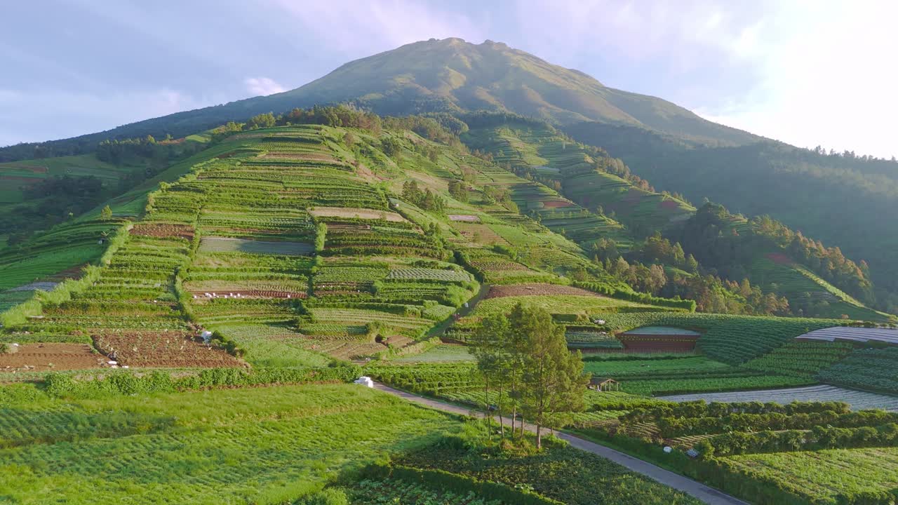 vista aérea de una plantación de verduras tropicales