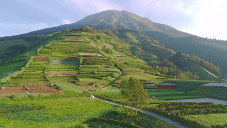 Aerial-view-of-tropical-vegetable-plantation